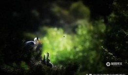 阴森林在线观看,在线惊悚之旅，揭秘神秘森林的恐怖传说